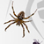 Fly Catcher - Catch, splat, and tangle up fly's! YOU are the spider!